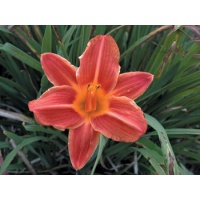 daylilies: OLALLIE GOLD RIM