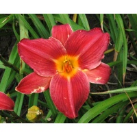 daylilies: OLALLIE HARMONY