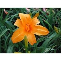daylilies: OLALLIE HARVEST