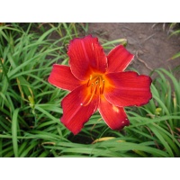 daylilies: OLALLIE KEVIN