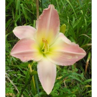 daylilies: LAVENDER CREAM type (VT)