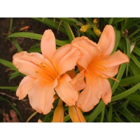 daylilies: OLALLIE PATRICIA