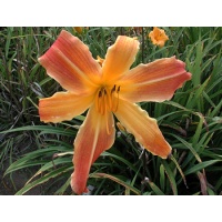 daylilies: OLALLIE QUINN (VT)