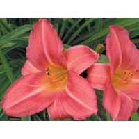 daylilies: OLALLIE ROSE RING (VT)