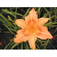 daylilies: OLALLIE STAR