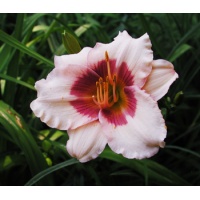daylilies: OLE' OLE'
