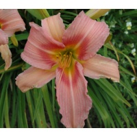 daylilies: BECKY SHARPE