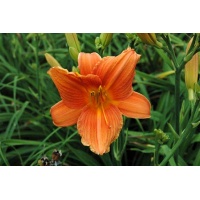 daylilies: ORANGE PERSIMMON (VT)