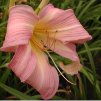 daylilies: ORCHID CORSAGE