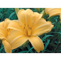 daylilies: OSCAR (VT)