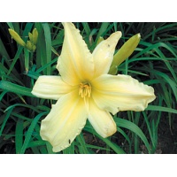 daylilies: OUTLOOK (VT)