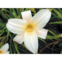 daylilies: PALE LIGHT (VT)