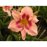 daylilies: PAPER BUTTERFLY