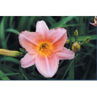 daylilies: PEACH PINK PETALS (VT)