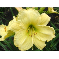 daylilies: PERENNIAL PLEASURE