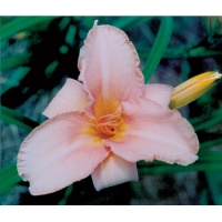daylilies: PHOEBE