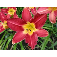 daylilies: PICOTEE ROSE (VT)