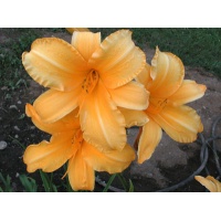 daylilies: PING (VT)