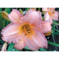 daylilies: PINK BALLERINA