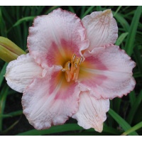daylilies: PINK COTTON CANDY