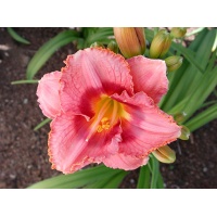 daylilies: BEST OFFER