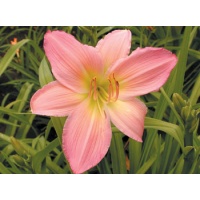 daylilies: PINK LAVENDER APPEAL