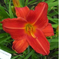 daylilies: PLUM TOMATO (VT)