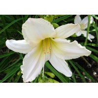 daylilies: POLLY VON (VT)