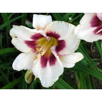 daylilies: PRIZE PICOTEE ELITE
