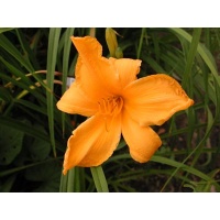 daylilies: PUMPKIN TIME