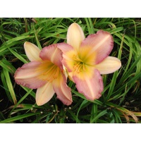 daylilies: PURPLE FADES TO LAVENDER (VT)