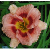 daylilies: DESTINY'S CHILD