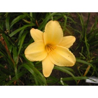 daylilies: RASPBERRY LEMON