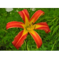 daylilies: RED RIBBONS