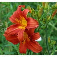 daylilies: RED SENTRY