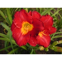 daylilies: RICHARD CONNELLY