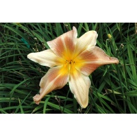 daylilies: RITE OF SPRING