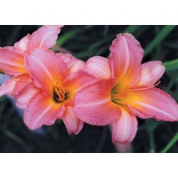 daylilies: ROSE ON PINK (VT)