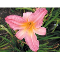 daylilies: ROSE RELIC (VT)