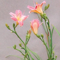 daylilies: ROUGE BLUSH (VT)