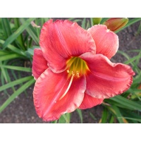 daylilies: RUBY SPICE