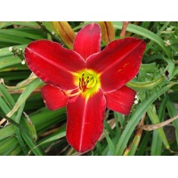 daylilies: RUBY THROAT