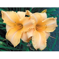daylilies: RUFFLED APRICOT