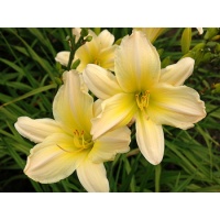 daylilies: SATIN GLASS