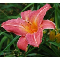 daylilies: SAVIOR (VT)