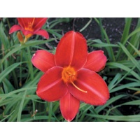 daylilies: SCARLET TANAGER