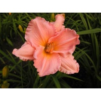 daylilies: SECOND THOUGHTS