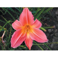 daylilies: SEPTEMBER ROSE ROSY (VT)