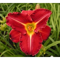 daylilies: SHADES OF DARKNESS