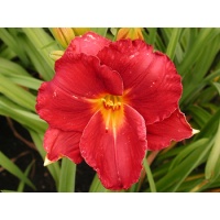 daylilies: SHOW GIRL SMILE